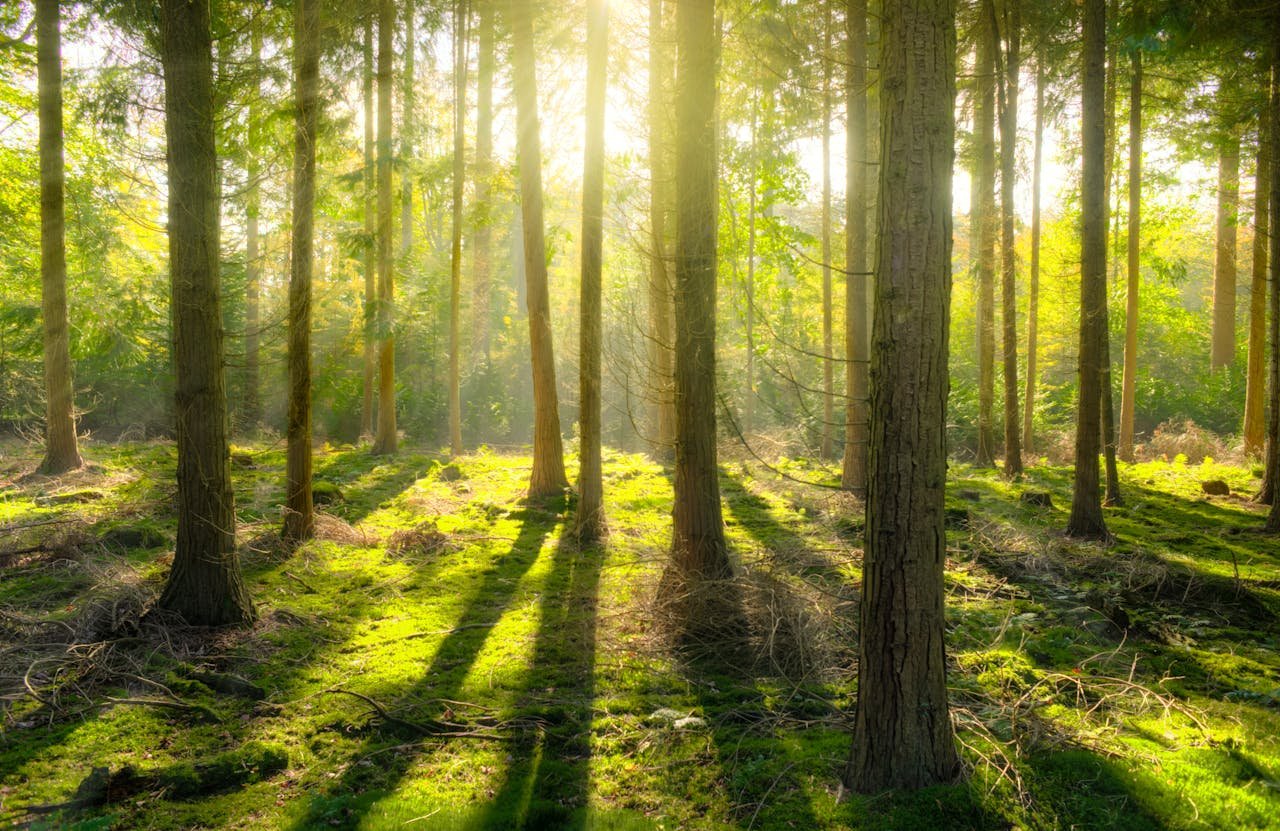 Mastering the First Impression: Your intriguing post title goes here Beautiful sunbeams illuminate a tranquil forest scene with lush moss and tall trees.