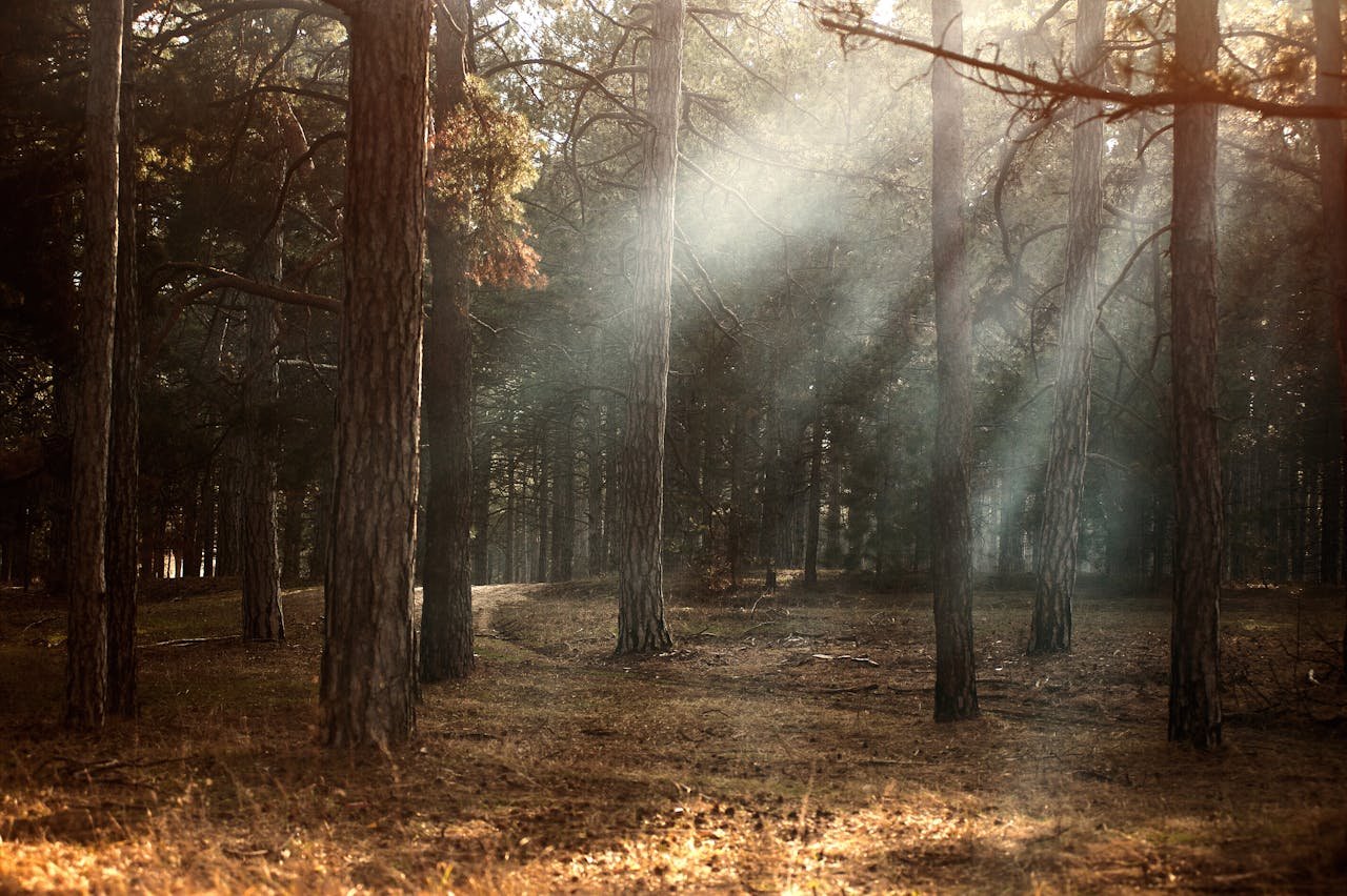 Crafting Captivating Headlines: Your awesome post title goes here Sunlight streaming through foggy woodland in autumn, Kherson, Ukraine.